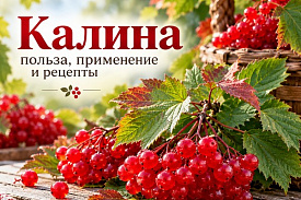 Калина: польза и вред, когда собирать и как заготовить на зиму