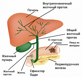Внутреннее напряжение и дисфункция ЖКТ: что важно знать