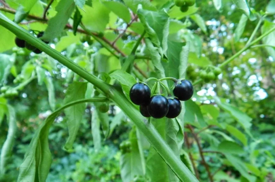 Паслён
